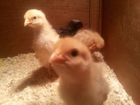 Orchestra principals.jpg